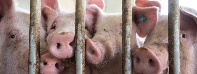 Landwirte müssen melden, welche Haltungsform sie im Stall haben. (Archivbild) - Foto: Marijan Murat/dpa