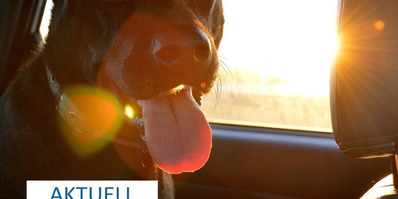POL-ME: Hund in überhitztem Auto zurückgelassen: Polizei leitet Verfahren ein - Velbert - 2406095 - Foto: presseportal.de