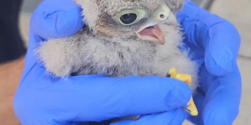 FW-M: Turmfalkennachwuchs hat noch Startprobleme (Aubing) - Foto: presseportal.de