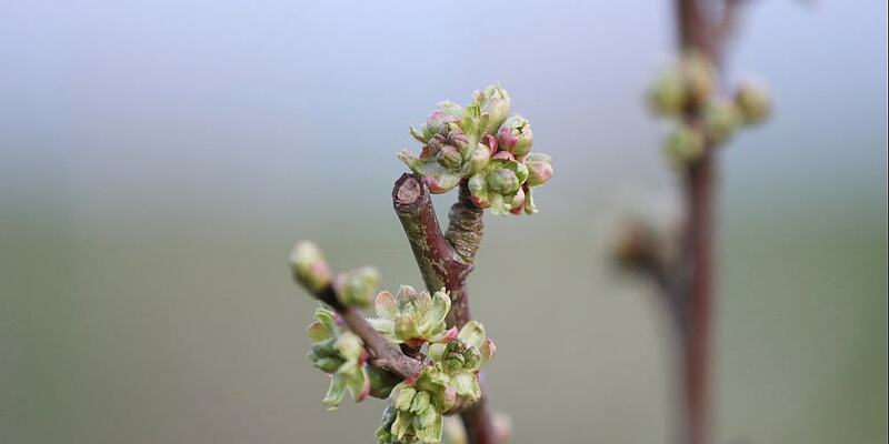 Knospen an einem Kirschbaum (Archiv) - Foto: über dts Nachrichtenagentur
