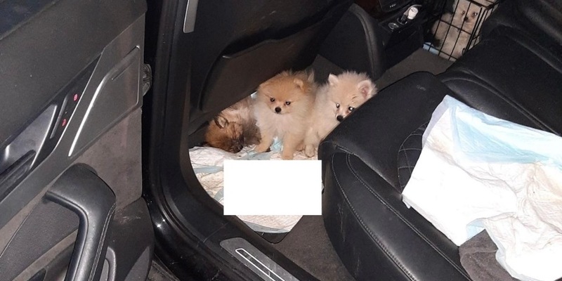 BPOLI BHL: Pomeranian Welpenschmuggel in Sachsen unterbunden - Foto: presseportal.de