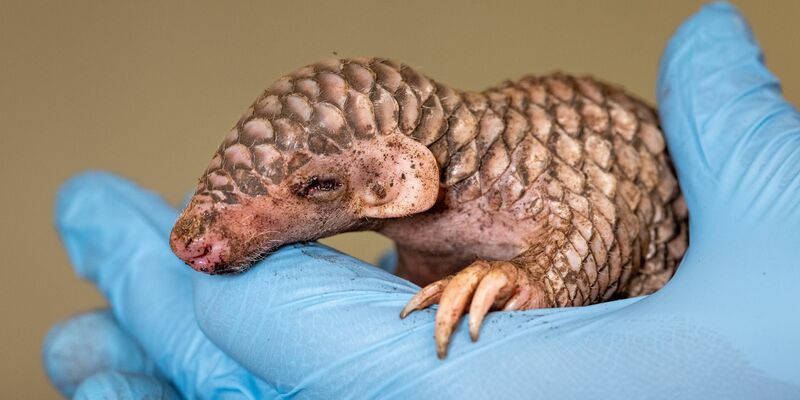 Vom Aussehen her erinnert das neugeborene Exoten-Tier an einen Tannenzapfen. - Foto: Miroslav Bobek/Zoo Prag/dpa