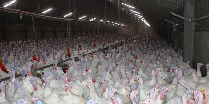 Geschlagen, geworfen, misshandelt - versteckte Kameras filmen Tierquälerei in Putenmastbetrieb im Kreis Kleve - Betrieb nimmt an der Initiative Tierwohl teil - ANINOVA erstattet Strafanzeige - Foto: presseportal.de