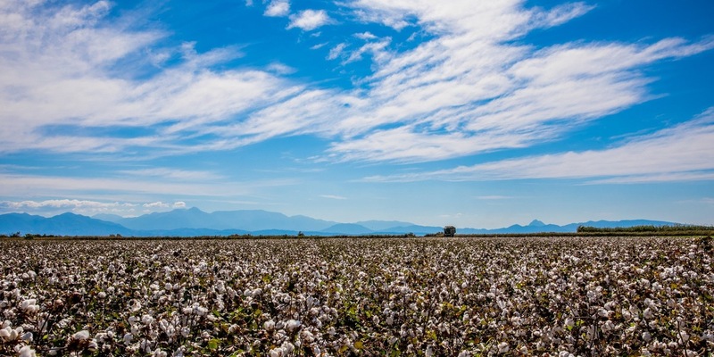 Die EUCOTTON-Initiative: 100 % europäische, nachhaltige Baumwollprodukte - Foto: presseportal.de