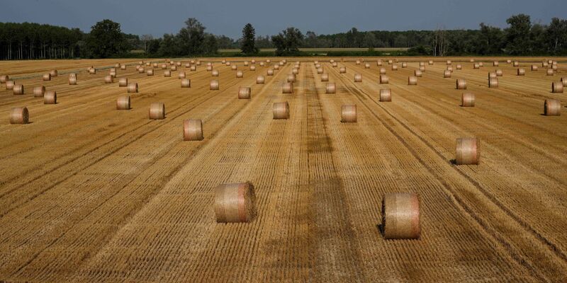 Ein indischer Erntehelfer geriet in eine Maschine, die ihm den rechten Arm abtrennte und die Beine zerquetschte. Sein Arbeitgeber soll ihn nicht ins Krankenhaus gebracht haben (Symbolbild). - Foto: Luca Bruno/AP/dpa