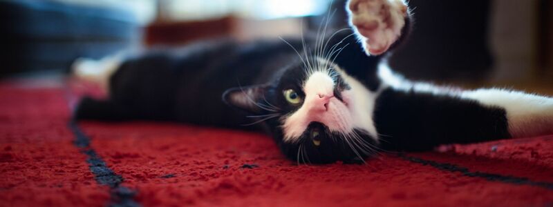 Ein junger Kater streckt sich zwischendurch auch mal. (Archivbild) - Foto: Gregor Fischer/dpa