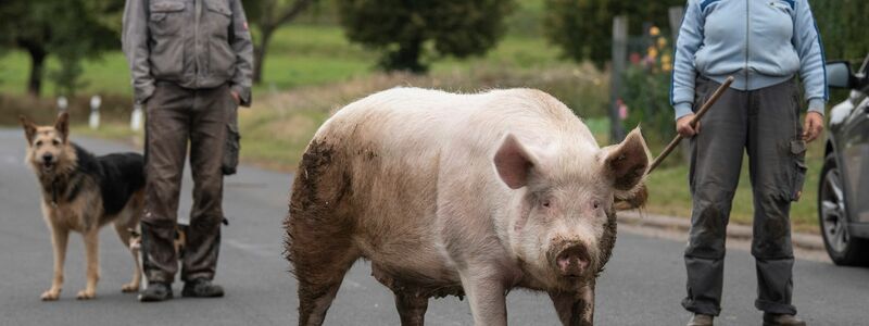 In dem 460-Seelen-Ort Maulbach geht Schwein «Berta» über die Dorfstraße zurück in den Stall. (Archivbild) - Foto: Boris Roessler/dpa