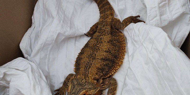 POL-NI: Streifenköpfige Bartagame gefunden-Polizei sucht Eigentümer - Foto: presseportal.de