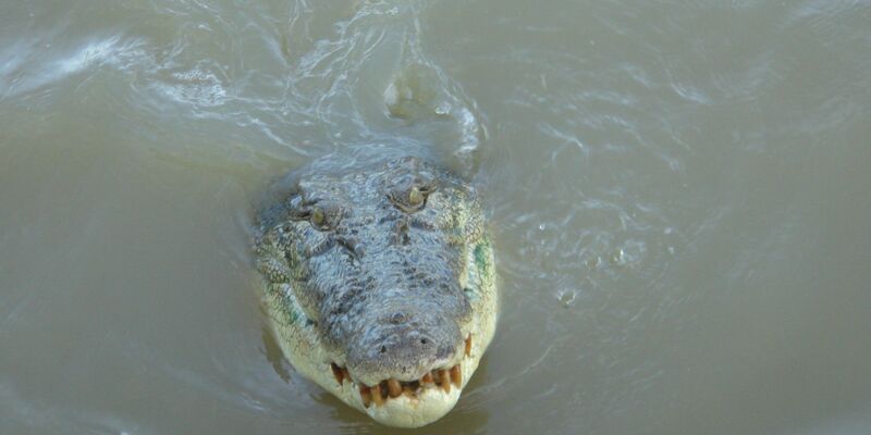Salzwasserkrokodile gelten als extrem aggressiv. (Archivbild) - Foto: Carola Frentzen/dpa