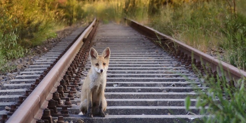 Fuchsjagd beenden auf dem Stimmzettel zur dritten bundesweiten Volksabstimmung - Foto: presseportal.de