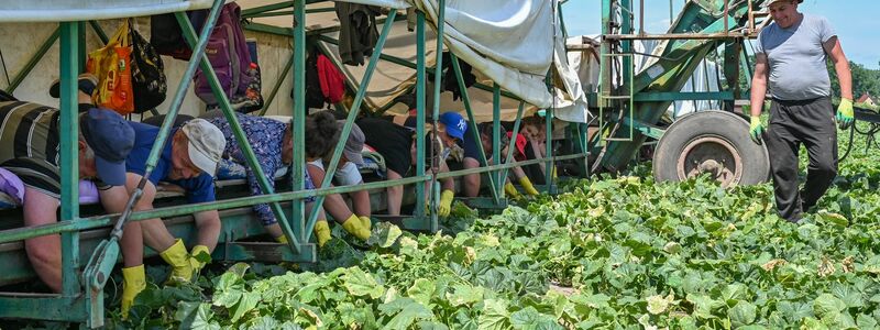 Bäuchlings auf dem Gurkenflieger liegend pflücken die Erntehelfer die Einlegegurken. - Foto: Patrick Pleul/dpa