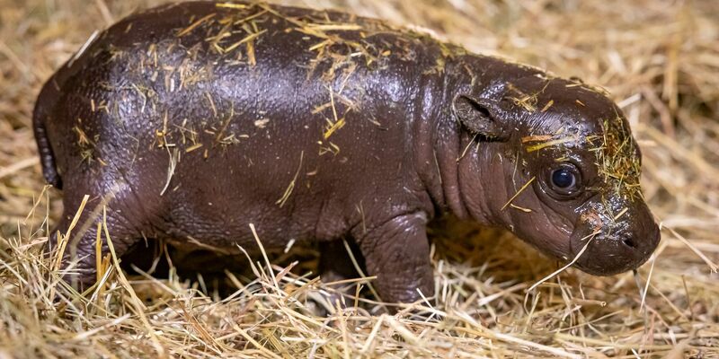 Noch bis Freitagnacht können Namensvorschläge eingereicht werden. - Foto: Zoo Berlin/dpa