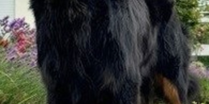 POL-GI: A5/Fernwald/Reiskirchen: Autobahnpolizei beruhigt Hund nach Unfall - Foto: presseportal.de