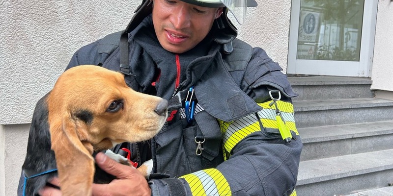FW Mainz: Feuerwehr Mainz rettet dank aufmerksamer Nachbarn Beagle Frank aus verrauchter Wohnung - Foto: presseportal.de