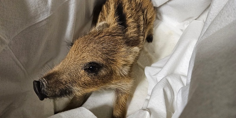 POL-SLS: Tierischer Einsatz für die Polizei Saarlouis: hilfloser Frischling durch Polizeibeamte der Polizeiinspektion Saarlouis in der Nacht von Samstag auf Sonntag gerettet - Foto: presseportal.de