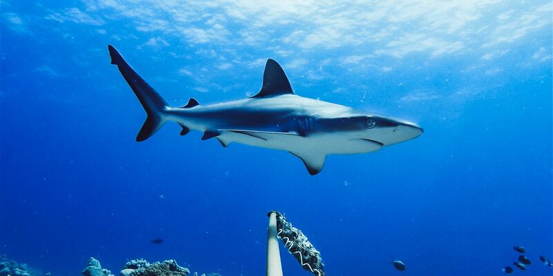 Westaustralien ist berühmt-berüchtigt für Haiattacken. (Symbolbild) - Foto: Global Finprint/Nature/dpa