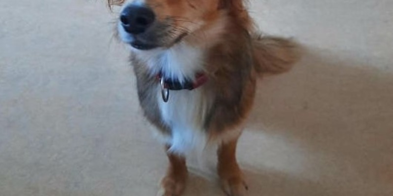 BPOLI EF: Tierischer Gast alleine im Zug unterwegs - Foto: presseportal.de