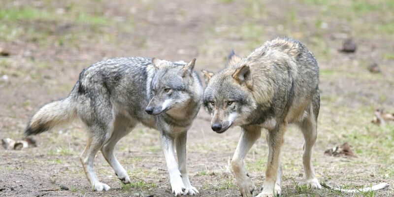 Ein Wolf hat in einem Naturgebiet den angeleinten Hund eines Spaziergängers mitgerissen und verschleppt (Archivbild). - Foto: Soeren Stache/dpa-Zentralbild/dpa