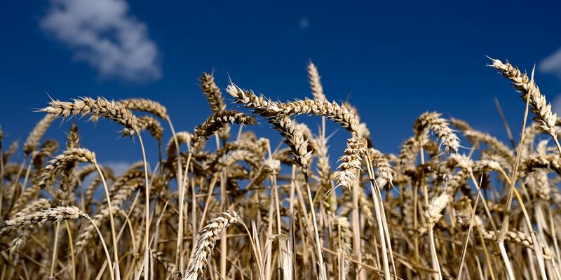 Der Bio-Anteil der Agrarflächen wächst weiter leicht. - Foto: Arne Dedert/dpa