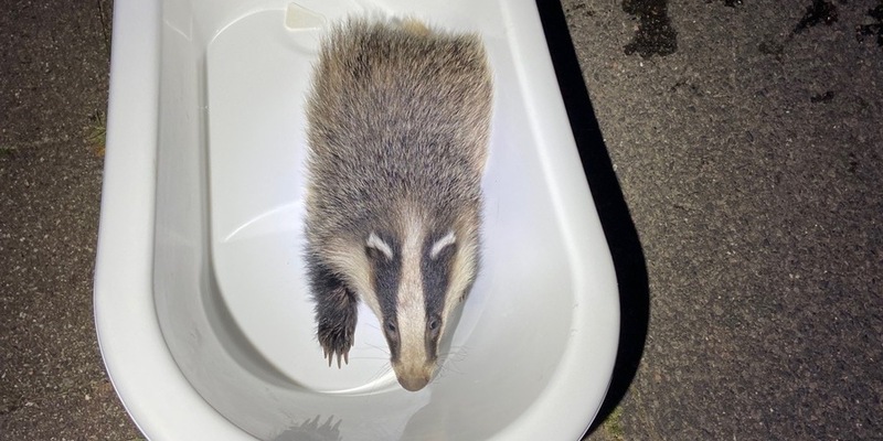 POL-PDNW: Polizei rettet Dachs - Foto: presseportal.de