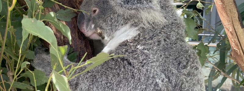 Koalas schlafen rund 20 Stunden am Tag. (Archivbild) - Foto: Carola Frentzen/dpa