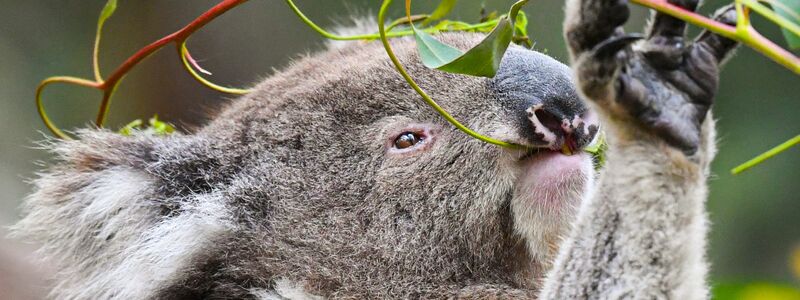 Koalas fressen fast ausschließlich Eukalyptusblätter. (Archivbild) - Foto: Lukas Coch/AAP/dpa