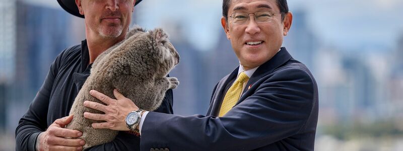 Auch viele Prominente, wie Japans Ministerpräsident Fumio Kishida, haben schon mit Koalas gekuschelt. (Archivbild) - Foto: Stefan Gosatti/Getty Pool via AP/dpa