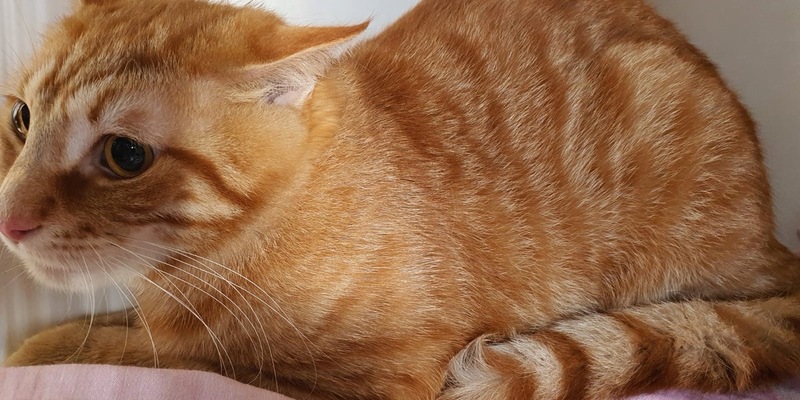 POL-NMS: 240709-1-pdnms Ausgesetzte Katze, Eckernförde - Foto: presseportal.de