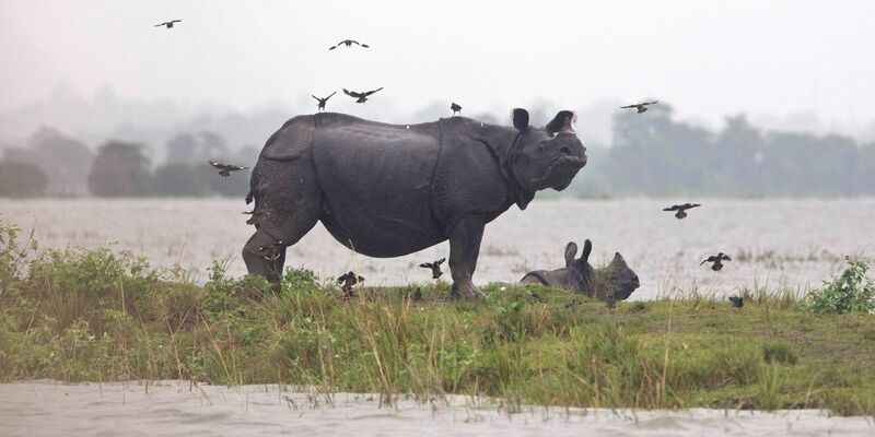 Weltweit gibt es nach Angaben von Tierschützern nur noch rund 4000 Panzernashörner, auch Wetterfolgen können gefährlich für sie werden. - Foto: picture alliance / Anupam Nath/AP/dpa