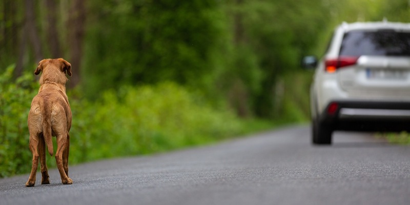LKA-RP: Kein Aussetzen von Haustieren während der Sommerferien - Foto: presseportal.de