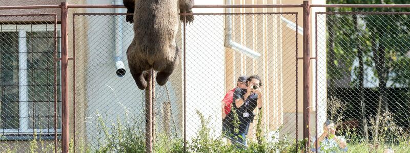 Putzig, aber auch gefährlich: Braunbären in Rumänien. Nun ist es wieder zu einem tödlichen Zwischenfall gekommen. - Foto: Nandor Veres/MTI/dpa