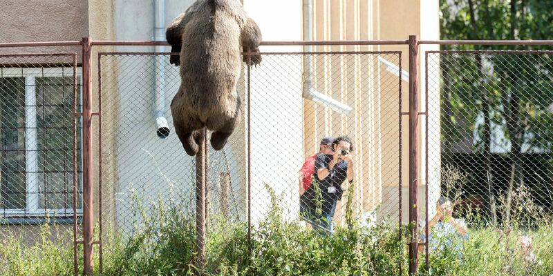 Putzig, aber auch gefährlich: Braunbären in Rumänien. Nun ist es wieder zu einem tödlichen Zwischenfall gekommen. - Foto: Nandor Veres/MTI/dpa