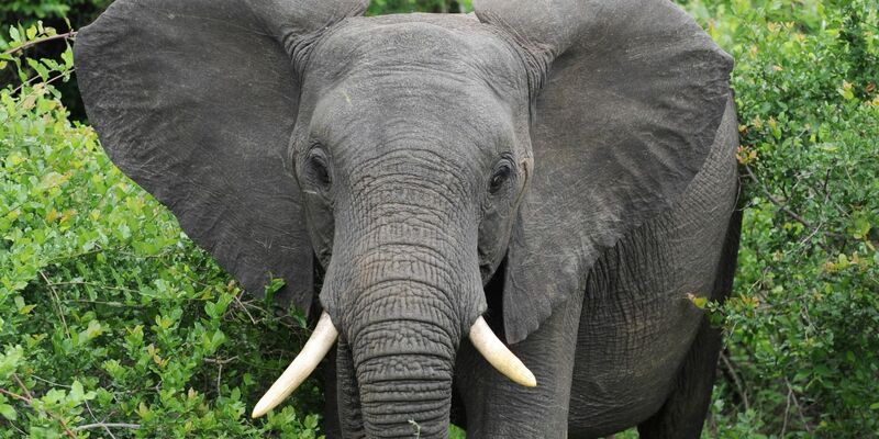 Afrikanische Elefanten können angreifen, wenn sie sich bedroht fühlen. - Foto: Bernd Weissbrod/dpa