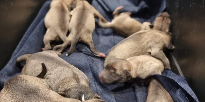 POL-KS: Neun Hundewelpen im Ahnepark ausgesetzt: Polizei erbittet Hinweise - Foto: presseportal.de
