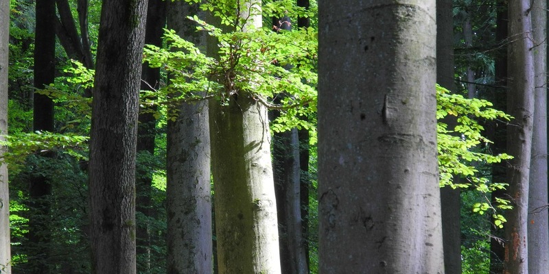 Waldbegehung für ein starkes Waldgesetz - Bergwaldprojekt e.V. und MdB Niklas Wagener (Bündnis 90/ DIE GRÜNEN) im Informationsaustausch im Stadtwald von Rothenfels - Foto: presseportal.de