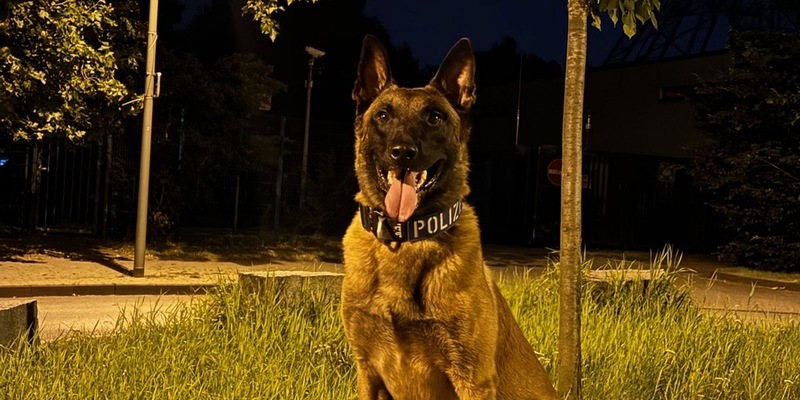 POL-DU: Duissern: Polizeihund findet mutmaßliche Einbrecher im Gebüsch - Foto: presseportal.de