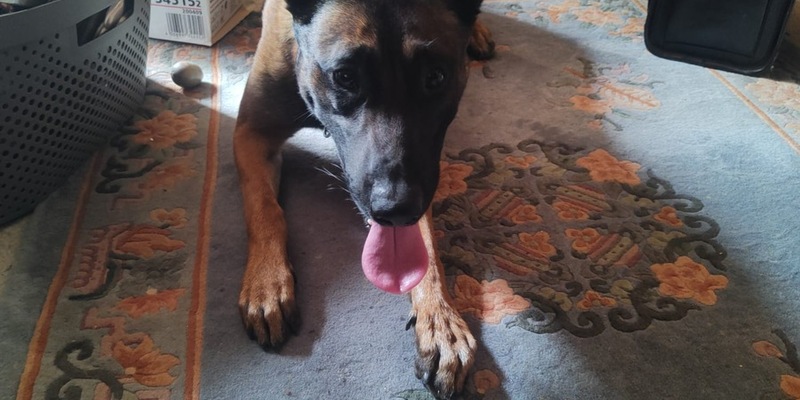 POL-AC: Geld stinkt doch - Polizeihund erschnüffelt Bares - Foto: presseportal.de