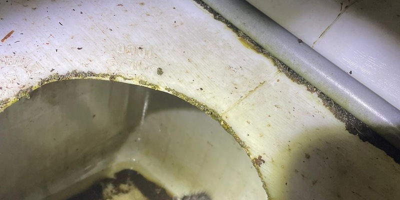 POL-NOM: Waschbärbaby gerettet - Foto: presseportal.de