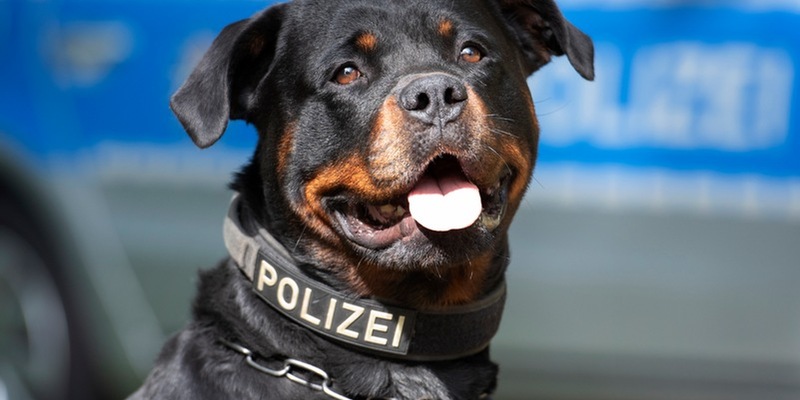 POL-MG: Diensthund Muffin stellt flüchtigen Dieb - Foto: presseportal.de