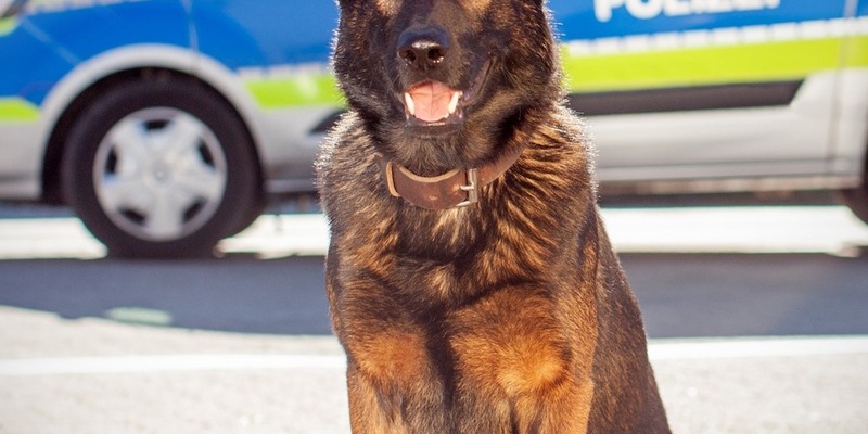 POL-HH: 240711-3 Eine Zuführung nach versuchtem Raubdelikt auf Autofahrer in Hamburg-Altona-Nord - Foto: presseportal.de
