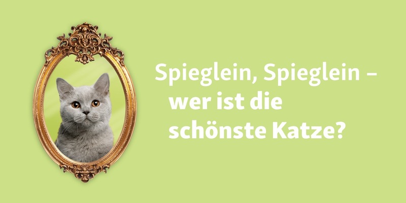 Weltkatzentag: Spektakuläre Fressnapf-Aktion geht weiter - Foto: presseportal.de