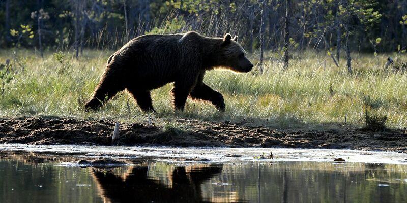 Ein in Gefangenschaft lebender Bär hat in einem Dorf mein St. Petersburg eine Frau angefallen und tödlich verletzt. (Archivbild) - Foto: Jussi Nukari/Lehtikuva/dpa