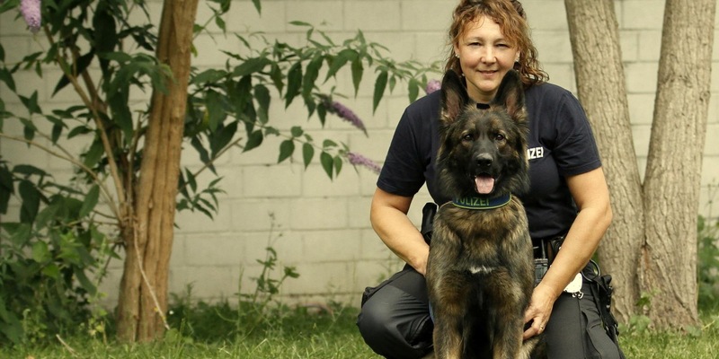POL-DU: Marxloh: Drogenspürhund hatte den richtigen Riecher - und findet Socke mit Drogen - Foto: presseportal.de