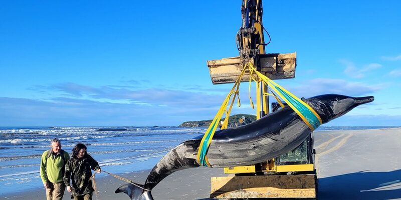 Über den Bahamonde-Schnabelwal ist so gut wie nichts bekannt. - Foto: Uncredited/NEW ZEALAND DEPARTMENT OF CONSERVATION//dpa