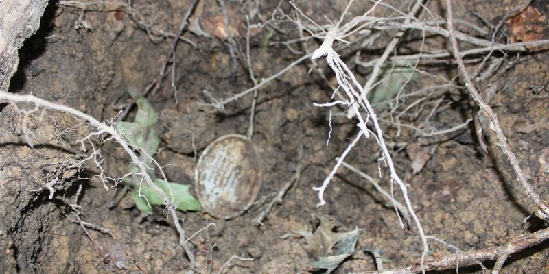 POL-HA: Unbekannte graben Löcher in Urnengräber - Foto: presseportal.de
