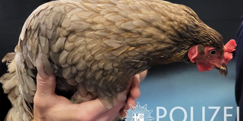 POL-PPWP: Wer vermisst ein Huhn? - Foto: presseportal.de