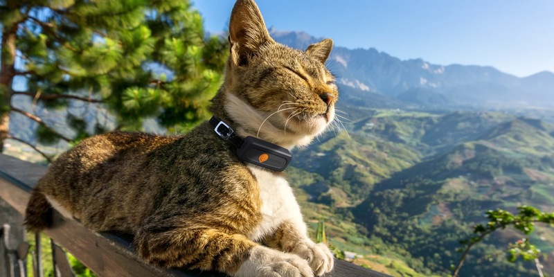 Weenect enthüllt Geheimnis: Drei von fünf Katzen gehen ihren Besitzer:innen fremd / Studie zum Thema Katzen und ihr Territorium. - Foto: presseportal.de