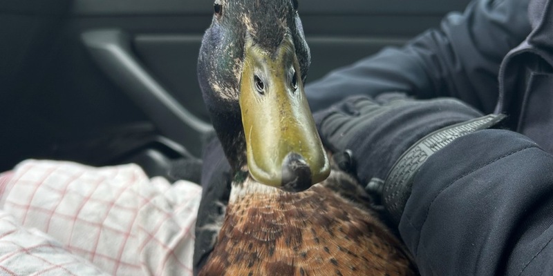 POL-KI: 240717.1 Kiel: Polente an Bord - Foto: presseportal.de