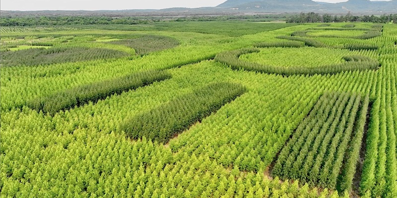 Schweizer Unternehmen als Vorbild für Tech-Giganten / Erfolgreiches Geschäftsmodell Treecycle-Project für Privatanlagen in Real World Assets - Foto: presseportal.de
