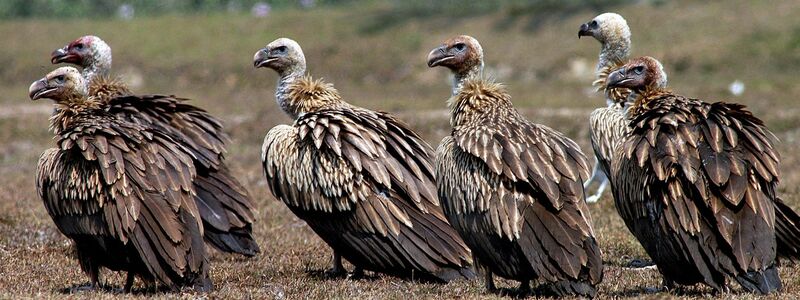 Einst gab es in Indien etwa 50 Millionen Geier, nun sind es unter 100.000 Vögel. (Archivbild) - Foto: picture alliance / dpa